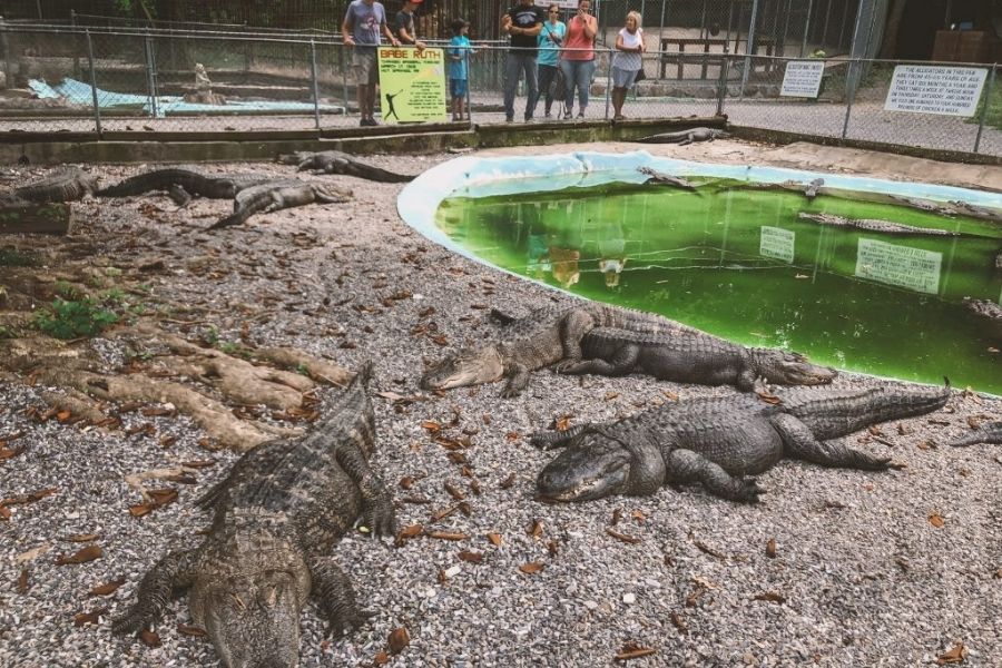 Arkansas Alligator Farm