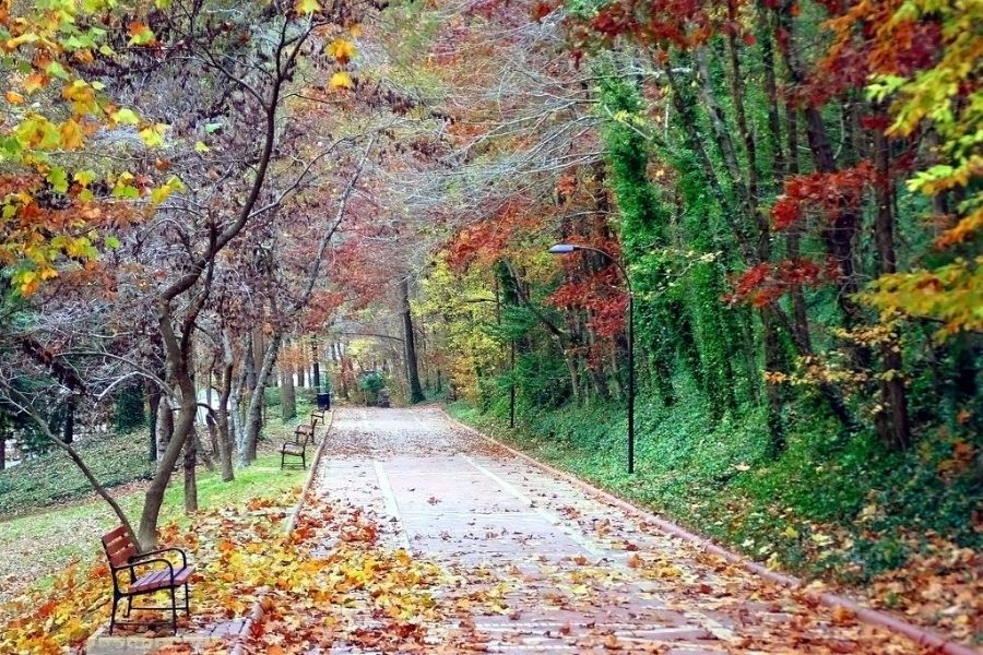 Autumn/ Fall 