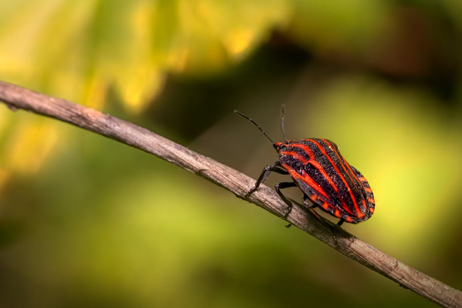 Effective Ways To Keep Bugs Away While Camping